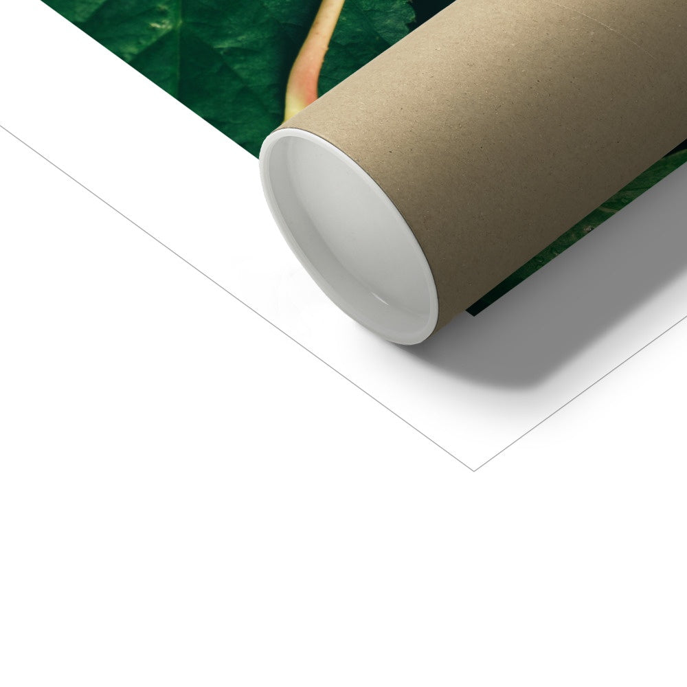 Fall Fine Art Print, yellow leaf, Tromso, Northern Norway, picture of the packaging tube
