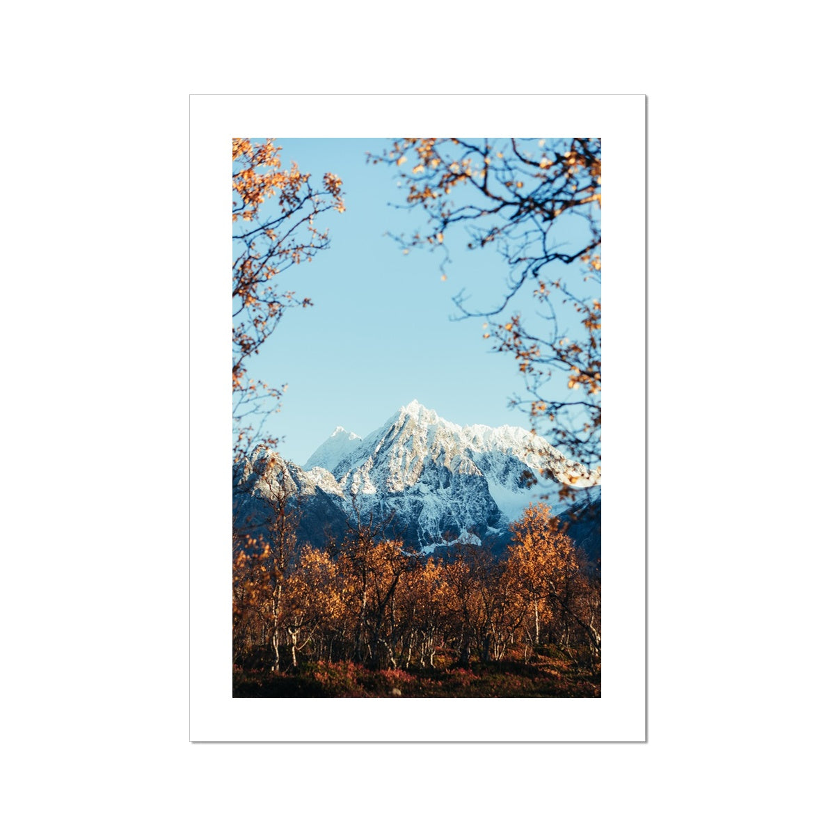 Store Jaegervasstinden Fine Art Print, snowy mountain and orange colored leafs, fall in Lyngen, Tromso, Northern Norway, picture of the print