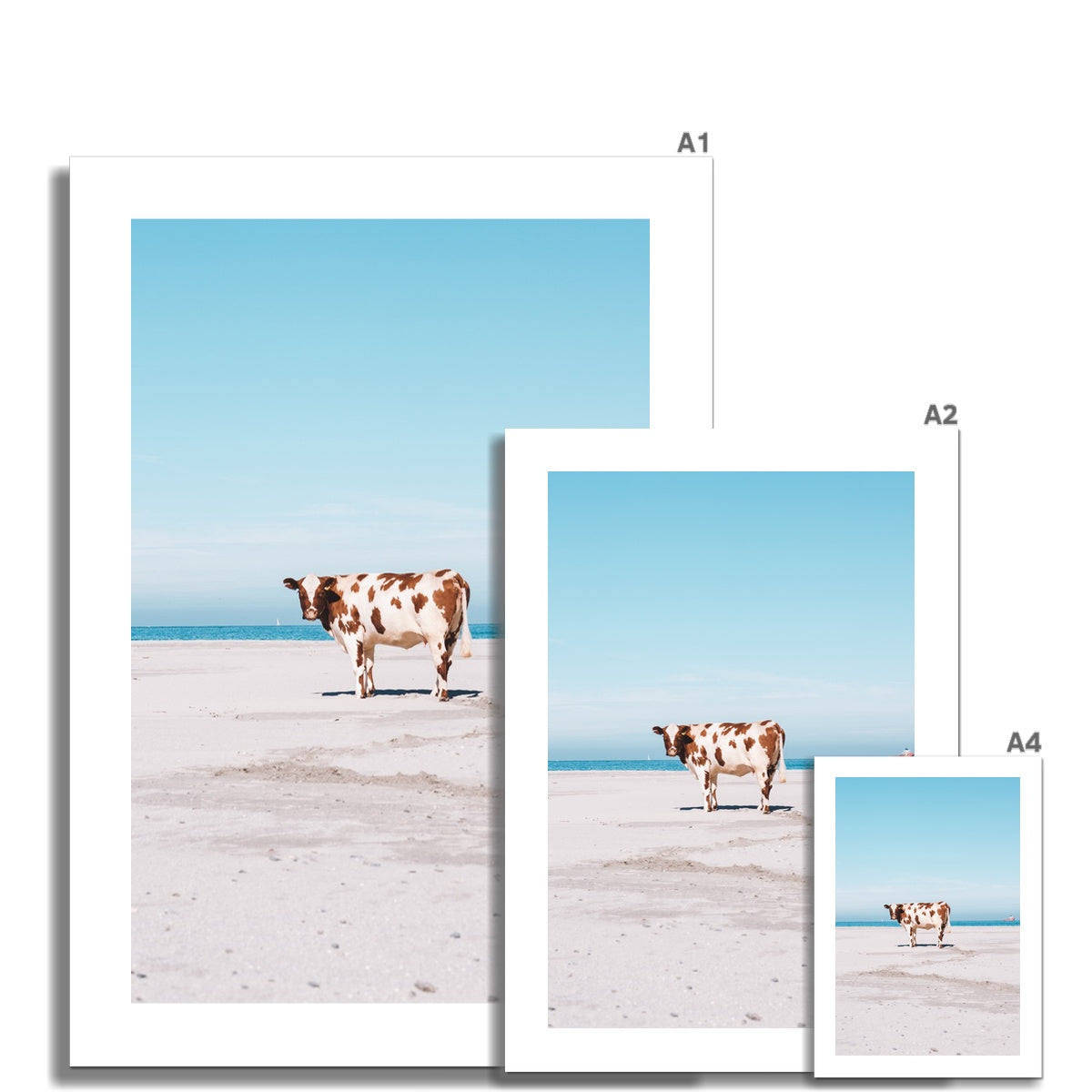 Hoddevika Fine Art Print, a cow standing on Hoddevika beach, Western Norway, stadt, picture of the different print sizes compared