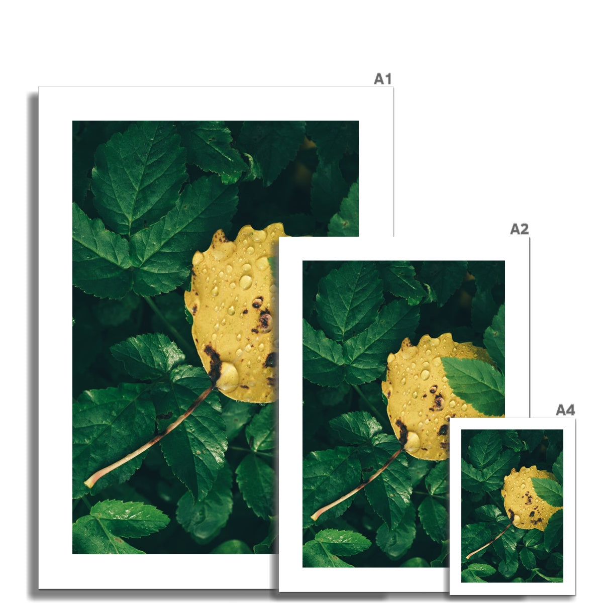 Fall Fine Art Print, yellow leaf, Tromso, Northern Norway, different print sizes compared