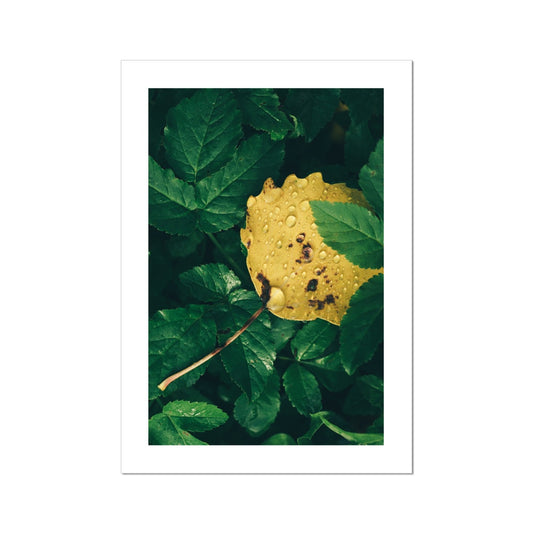 Fall Fine Art Print, yellow leaf, Tromso, Northern Norway, picture of the print