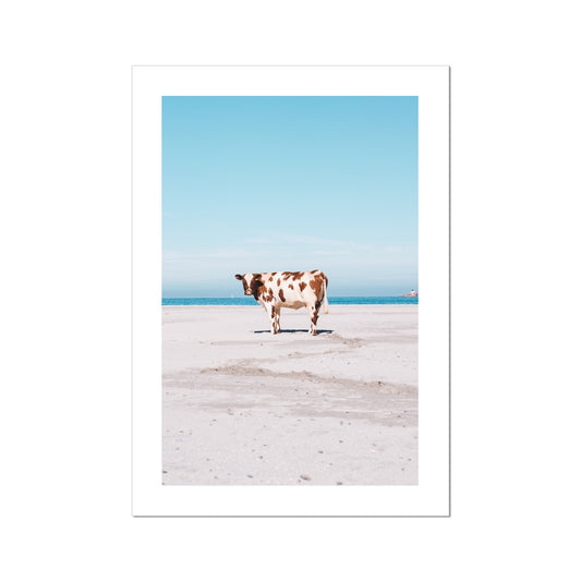 Hoddevika Fine Art Print, a cow standing on Hoddevika beach, Western Norway, stadt, picture of the print